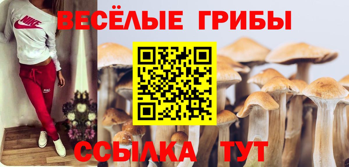 где найти наркотики  Псилоцибиновые грибы Psilocybine cubensis  Вход с VPN  Геленджик 
